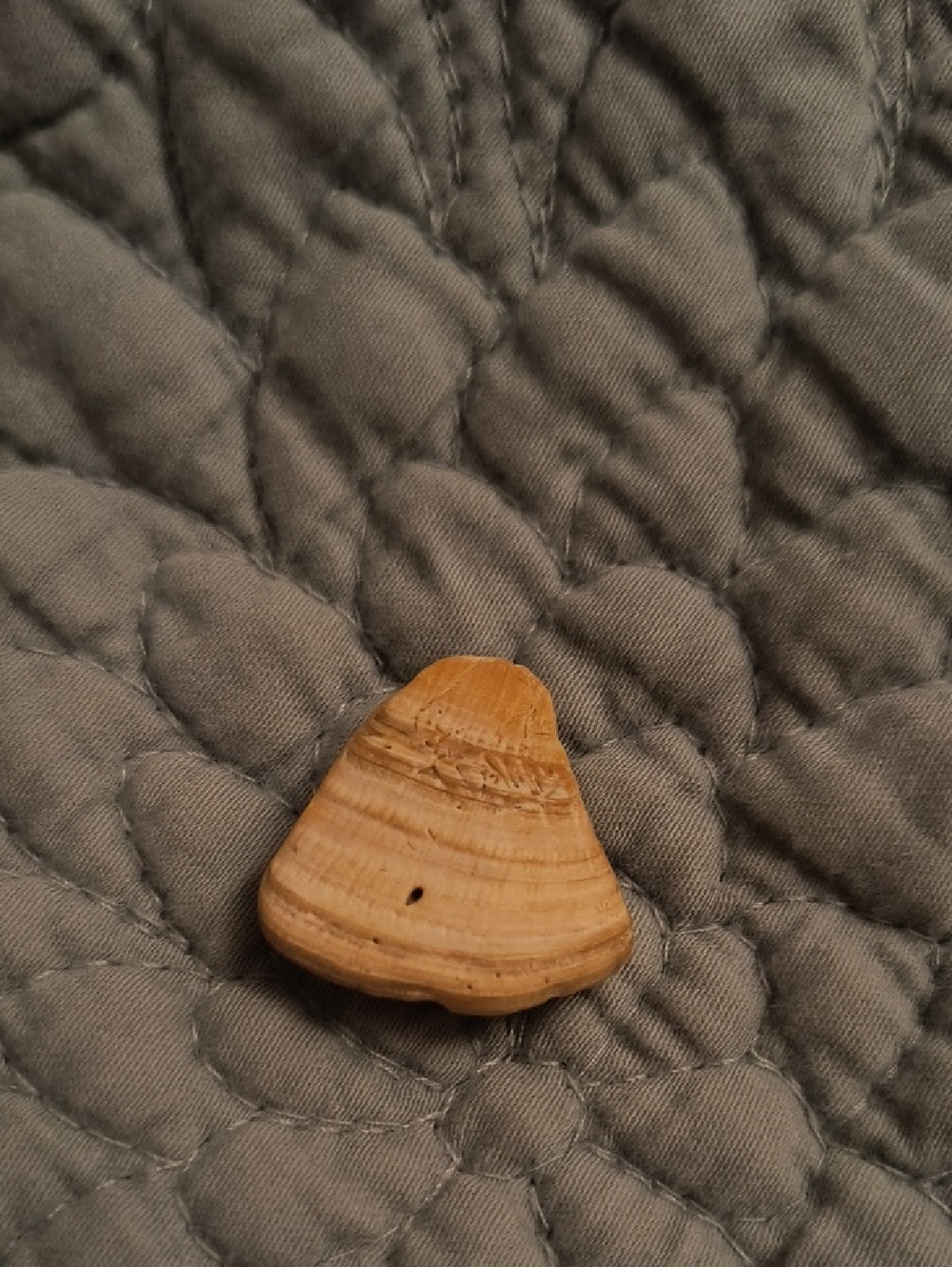 Natural Tan Seashell Accent